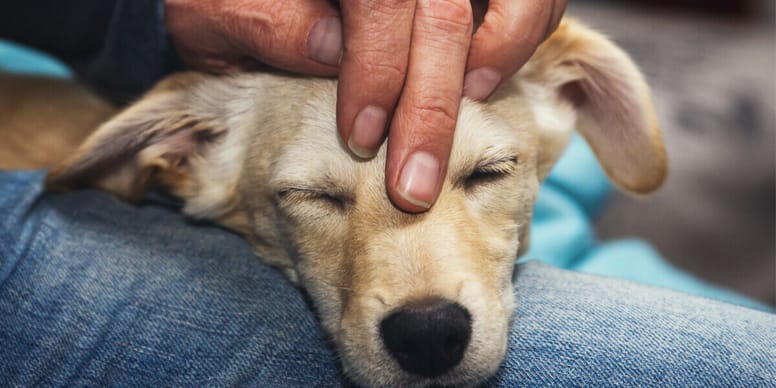 Hunde streicheln Fragen & Antworten Wamiz